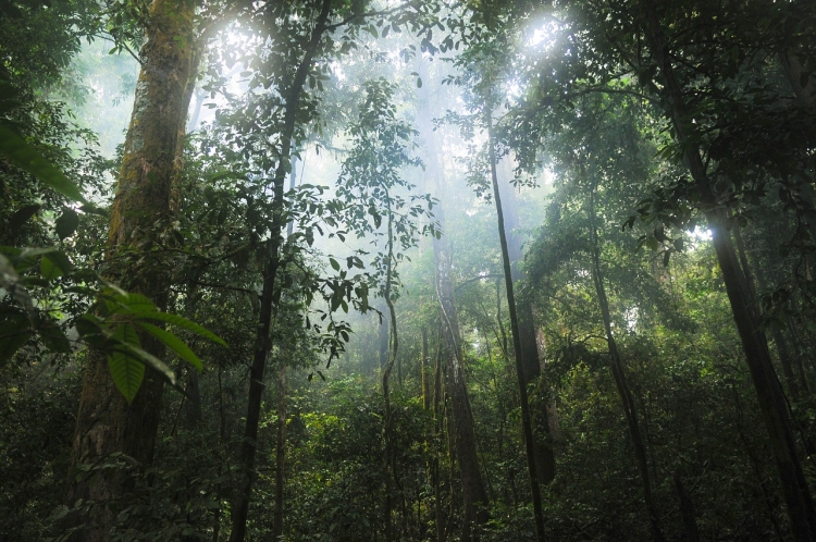 Amazonas-Regenwald