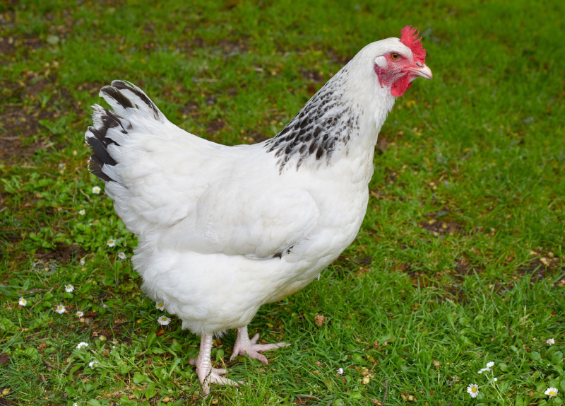 Chicken Medicine How to Safely Treat Respiratory Infections in Poultry